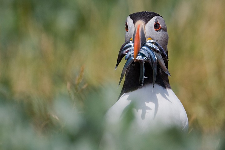 Papageitaucher Fratercula arctica Atlantic Puffin